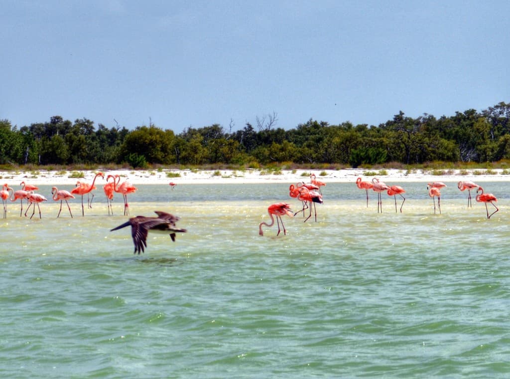 Flamingos on Isla Holbox