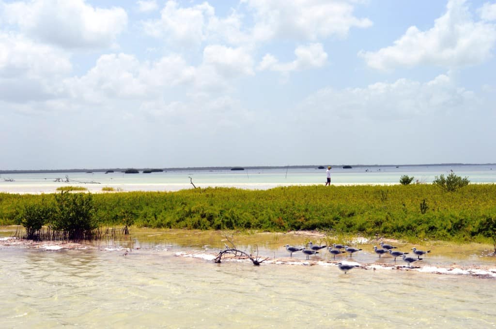 Mangroves on Isla Holbox