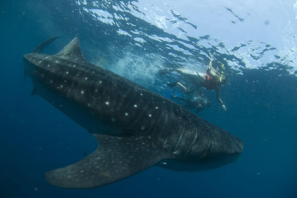 Swimming with Whale Sharks in Isla Holbox